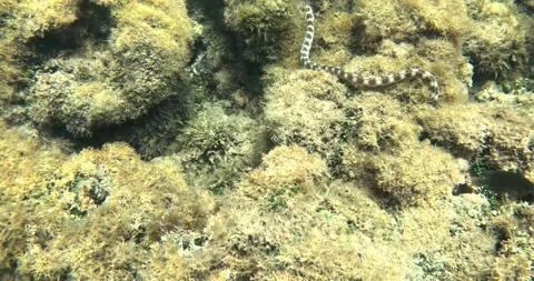 Moray eel Stock Footage 234081743