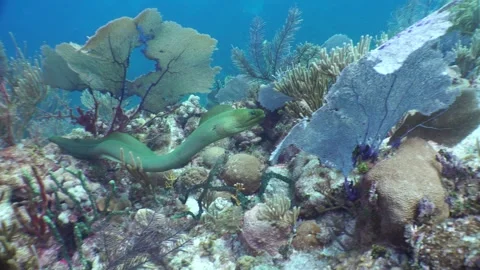 Moray Eel Stock Footage 248779432