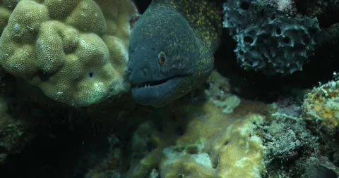 Moray Eel Stock Footage 303214266