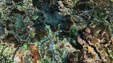 Moray Eel Stock Footage 331149707