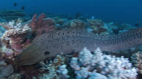 Moray eel free swimming over corals, Red Sea, Egypt Video stock 57921630