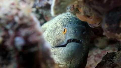 Moray Eel Gaping in Coral Reef Stock Footage 346568948