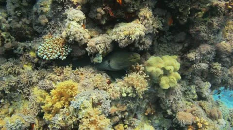 Moray eel getting cleaned at the reef Stock Footage 22638757