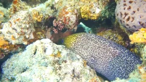 Moray Eel Giant Stock Footage 310906264