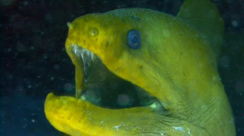 Moray Eel green breathing Vidéo 636216