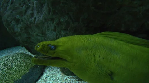 Moray Eel (green) closeup Video stock 37927158