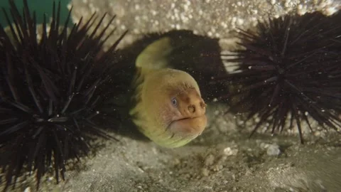 Moray Eel grumpy coming out Stock Footage 229819494