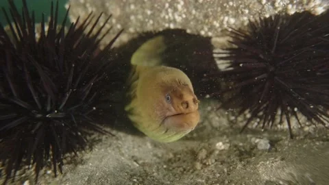 Moray Eel grumpy coming out Stock Footage 229820411