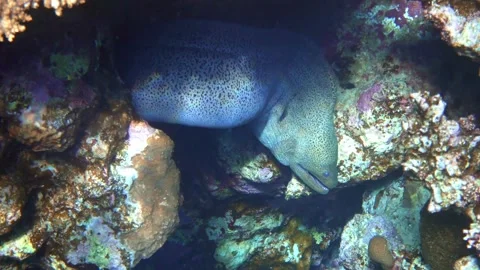 Moray eel  - Gymnothorax javanicus (Giant moray) in the Red Sea, Stock Footage 152914114