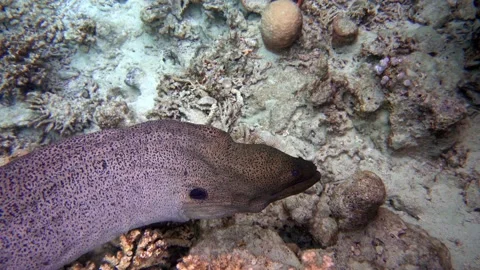 Moray eel - Gymnothorax javanicus (Giant moray) in the Red Sea, Vidéo 152915184