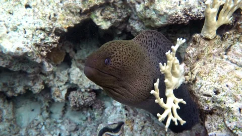 Moray eel - Gymnothorax javanicus (Giant moray) in the Red Sea,4k video clip Stock Footage 158432083