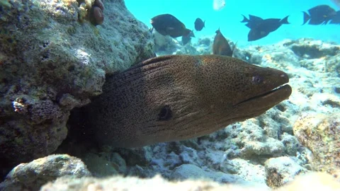 Moray eel - Gymnothorax javanicus (Giant moray) in the Red Sea,4k video clip Stock Footage 159017355