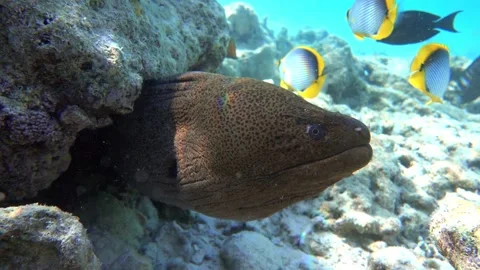 Moray eel - Gymnothorax javanicus (Giant moray) in the Red Sea,4k video clip Stock Footage 159017839