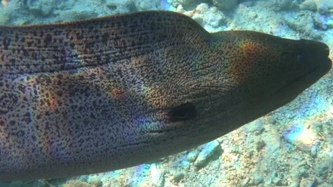 Moray eel - Gymnothorax javanicus (Giant moray) in the Red Sea,4k video clip Stock Footage 159019222