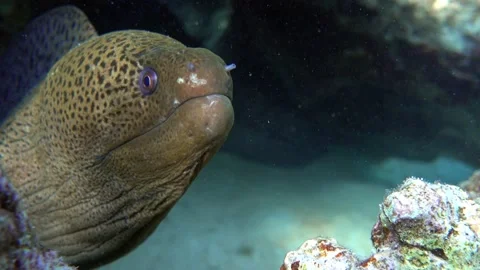 Moray eel - Gymnothorax javanicus (Giant moray) in the Red Sea,4k video clip Stock Footage 159041534