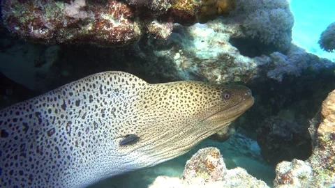Moray eel - Gymnothorax javanicus (Giant moray) in the Red Sea,4k video clip Stock Footage 159042357