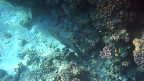 Moray eel - Gymnothorax javanicus (Giant moray) in the Red Sea,4k video clip Stock Footage 159074608