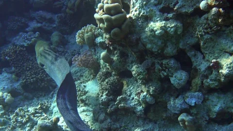 Moray eel - Gymnothorax javanicus (Giant moray) in the Red Sea,4k video clip Stock Footage 159076016
