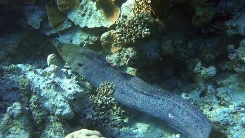 Moray eel - Gymnothorax javanicus (Giant moray) in the Red Sea,4k video clip Stock Footage 159076482