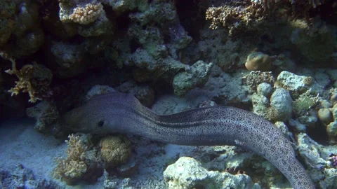 Moray eel - Gymnothorax javanicus (Giant moray) in the Red Sea,4k video clip Stock Footage 159076815