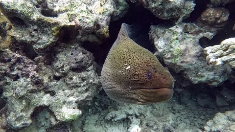 Moray eel - Gymnothorax javanicus (Giant moray) in the Red Sea,4k video clip Vidéo 167950366