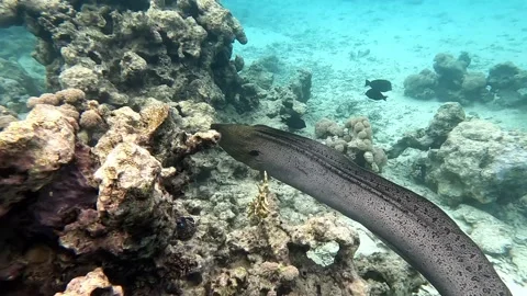 Moray eel - Gymnothorax javanicus (Giant moray) in the Red Sea,4k video clip Stock Footage 168044025
