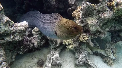 Moray eel - Gymnothorax javanicus (Giant moray) in the Red Sea,4k video clip Видео 168044108