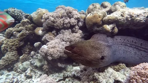 Moray eel - Gymnothorax javanicus (Giant moray) in the Red Sea,4k video clip Stock Footage 168049703