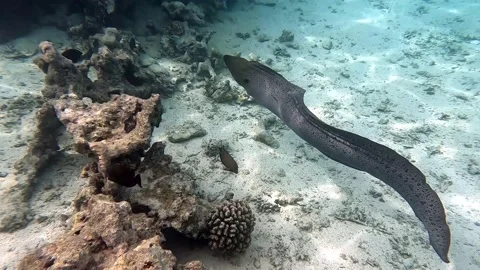 Moray eel - Gymnothorax javanicus (Giant moray) in the Red Sea,4k video clip Stock Footage 168086340