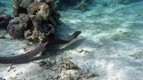 Moray eel - Gymnothorax javanicus (Giant moray) in the Red Sea,4k video clip Vídeo Stock 170215613