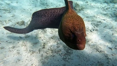 Moray eel - Gymnothorax javanicus (Giant moray) in the Red Sea,4k video clip Video stock 170220600