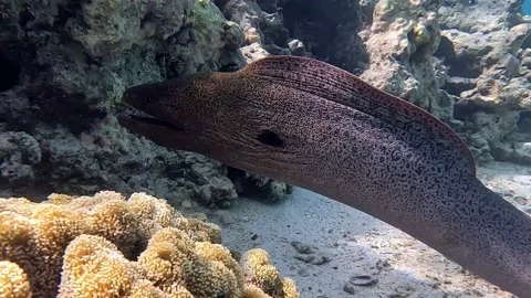 Moray eel - Gymnothorax javanicus (Giant moray) in the Red Sea,4k video clip 库存影片 170255016