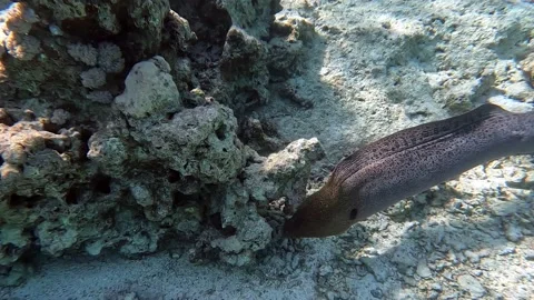 Moray eel - Gymnothorax javanicus (Giant moray) in the Red Sea,4k video clip Vídeo Stock 170258579