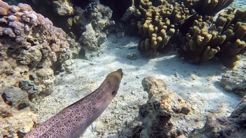 Moray eel - Gymnothorax javanicus (Giant moray) in the Red Sea,4k video clip Stock Footage 170277405