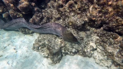 Moray eel - Gymnothorax javanicus (Giant moray) in the Red Sea,4k video clip Stockbeeldmateriaal 170282962