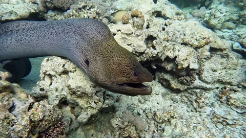 Moray eel - Gymnothorax javanicus (Giant moray) in the Red Sea,4k video clip Stock Footage 170296996