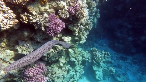 Moray eel - Gymnothorax javanicus (Giant moray) in the Red Sea,4k video clip Stockbeeldmateriaal 170349355