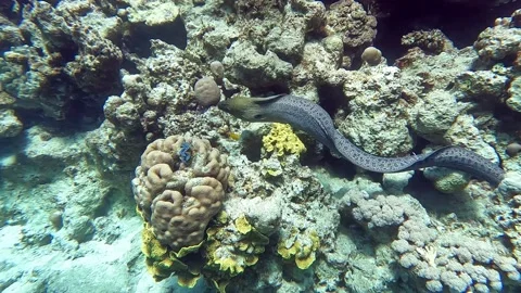 Moray eel - Gymnothorax javanicus (Giant moray) in the Red Sea,4k video clip Video stock 170351860