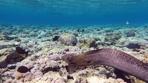 Moray eel - Gymnothorax javanicus (Giant moray) in the Red Sea,4k video clip Stock Footage 170353210