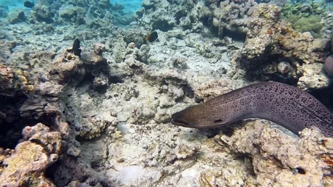 Moray eel - Gymnothorax javanicus (Giant moray) in the Red Sea,4k video clip Vídeo Stock 170357054