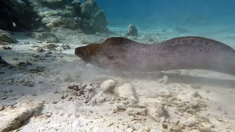 Moray eel - Gymnothorax javanicus (Giant moray) in the Red Sea,4k video clip Stockbeeldmateriaal 170361931