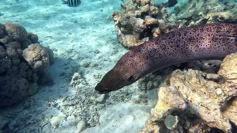 Moray eel - Gymnothorax javanicus (Giant moray) in the Red Sea,4k video clip Vídeos de archivo 170414376