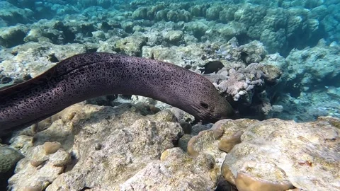 Moray eel - Gymnothorax javanicus (Giant moray) in the Red Sea,4k video clip 動画素材 170423810