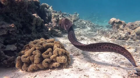Moray eel - Gymnothorax javanicus (Giant moray) in the Red Sea,4k video clip Video stock 170428397
