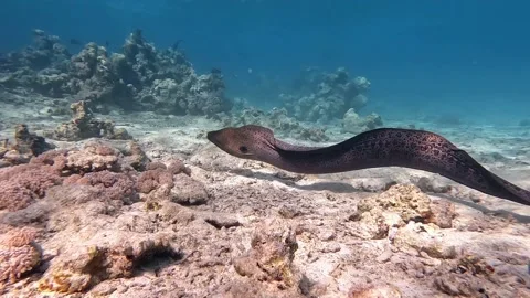 Moray eel - Gymnothorax javanicus (Giant moray) in the Red Sea,4k video clip Stock Footage 170429886