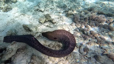 Moray eel - Gymnothorax javanicus (Giant moray) in the Red Sea,4k video clip Stock Footage 170436681