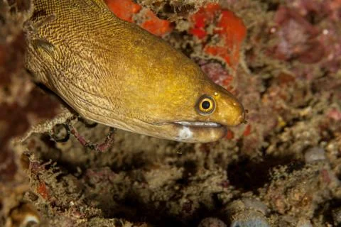 Moray Eel - Gymnothorax Stock Photos