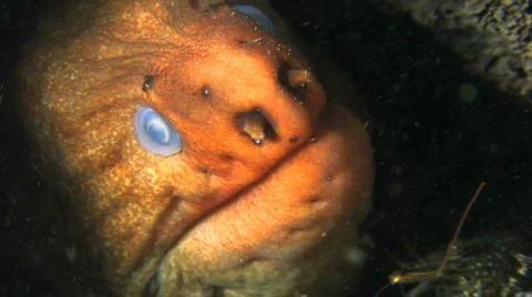 Moray Eel HD Stock Footage 475283