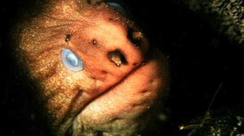 Moray Eel HD Stock Footage 475303