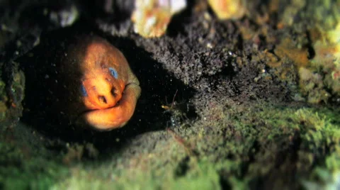 Moray Eel HD Stock Footage 475325